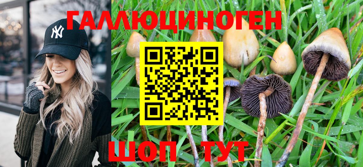 Галлюциногенные грибы Psilocybe Благодарный